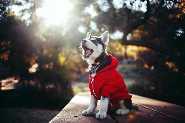 Buongiorno augura a tutti un cucciolo di Husky