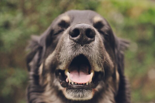 Primo piano di un grande cane soddisfatto