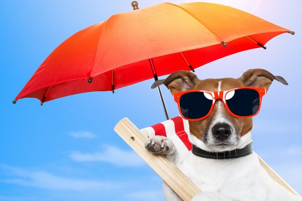 Dog on a chaise longue with glasses under an umbrella