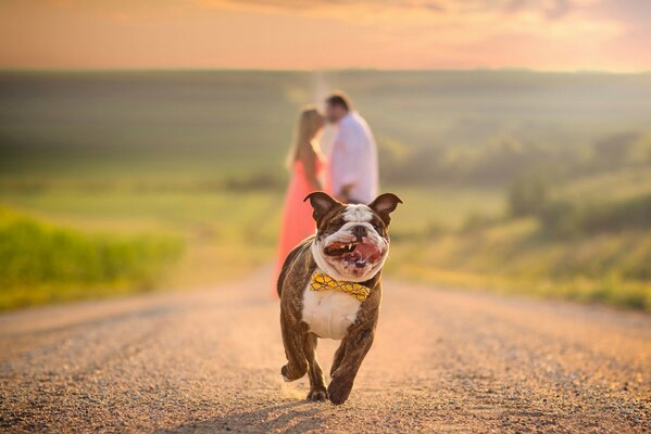 Bulldog corre lungo la strada, in lontananza c è una coppia