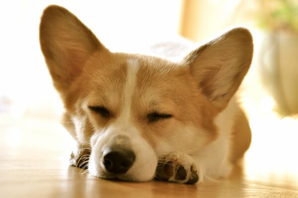 Kleiner schlafender Corgi auf dem Boden