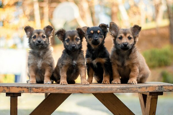 Cuatro lindos cachorros en el banco