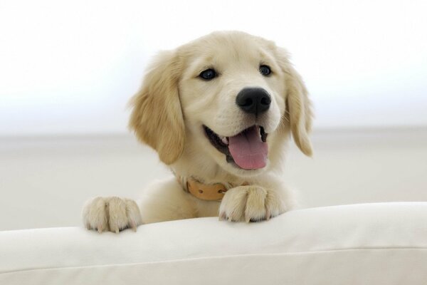 Cute face of a labrador puppy