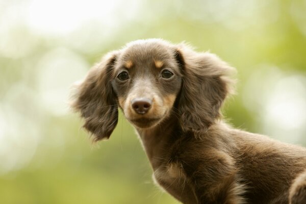 Beau chiot teckel avec de grandes oreilles