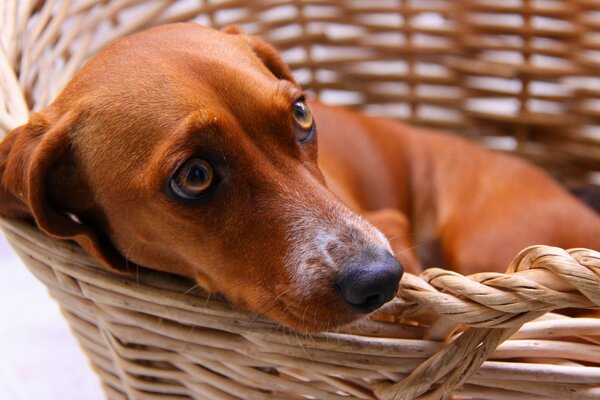 Perro pelirrojo acurrucado en una cesta