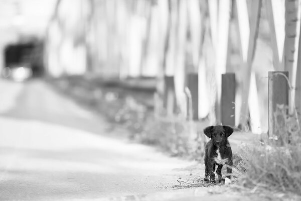 Black and white photo of a puppy