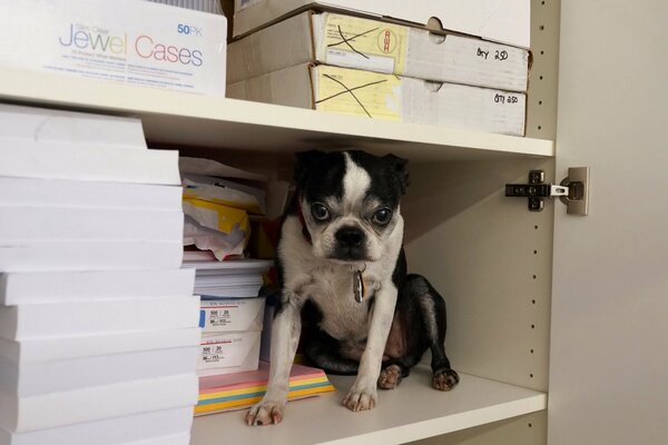 Der Hund versteckte sich in einem Regal im Schrank