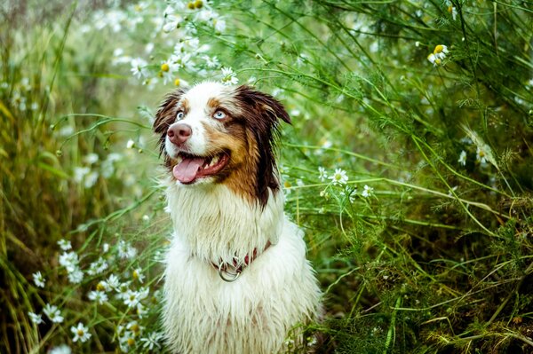 Australischer Schäferhund in weißen Gänseblümchen