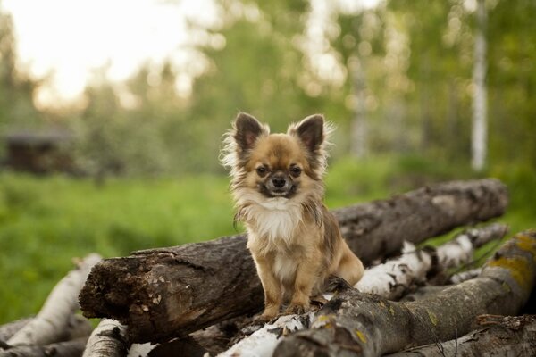 Cute little dog sitting on wooden logs in the forest