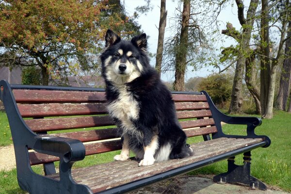 Der Hund ruht sich aus, während er auf einer Bank sitzt