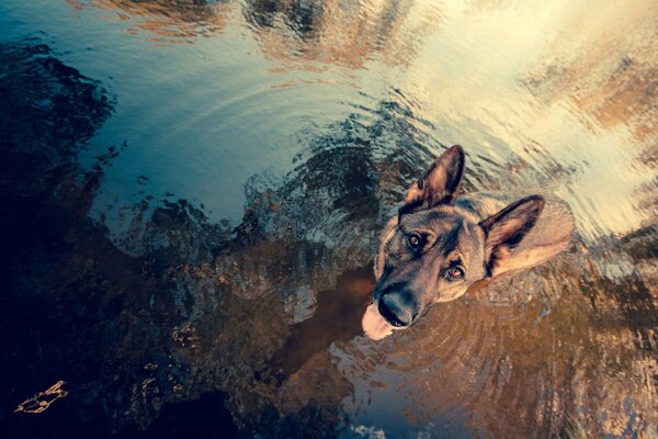 Le chien écoute attentivement le propriétaire