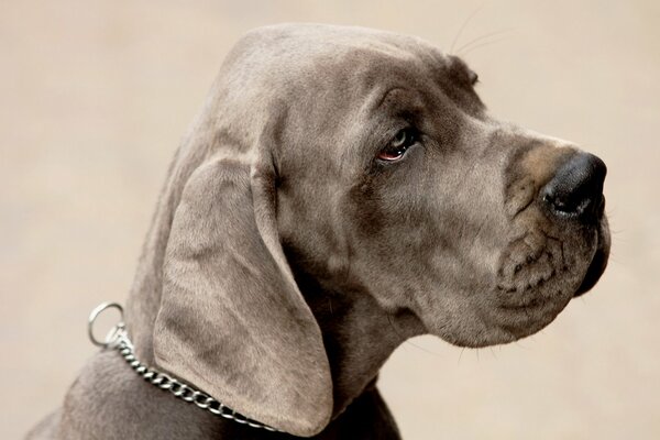 El perro de color oscuro Mira con una mirada inteligente