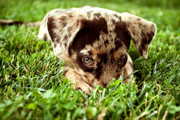 Bescheidener Hund, der einen Blick im Gras versteckt