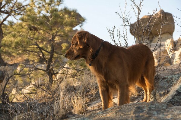 Sad dog on a walk in the mountains