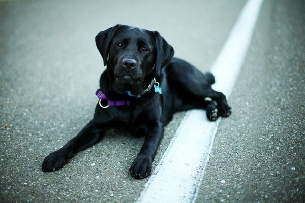 A black dog lying on the roadway