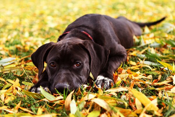 Un chien dans le feuillage d automne attend le propriétaire