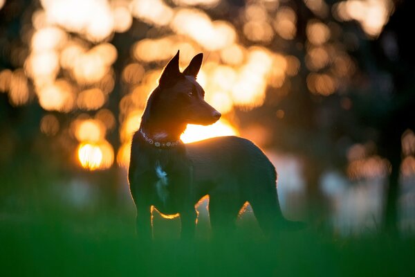 Schöner strenger Hund im Hintergrund des Sonnenuntergangs