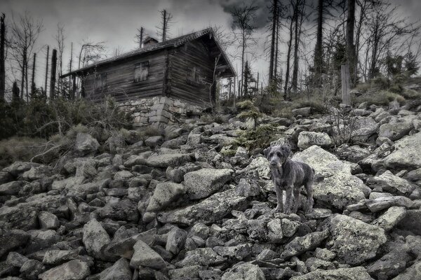 Traurige graue Landschaft mit einsamem Hund