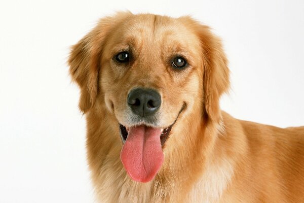 Golden retriever with a beautiful muzzle