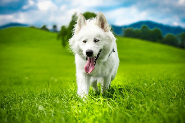 Weißer Hund auf grünem Gras in der Natur