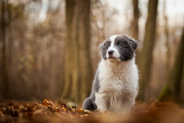 Ein wunderbarer Hund mit blauen Augen an einem Herbsttag