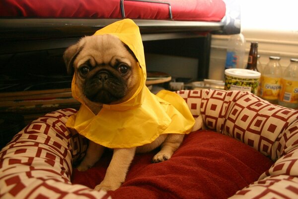 A dog in a yellow raincoat