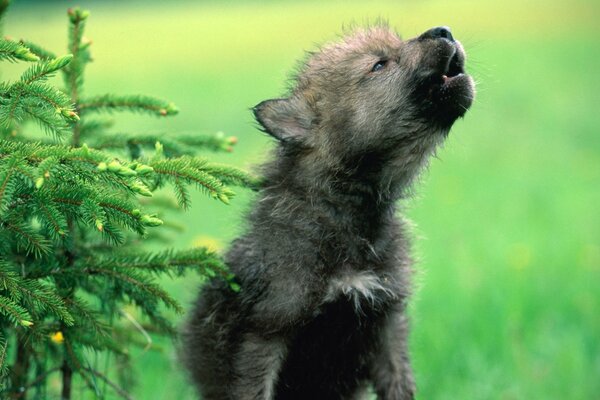 El pequeño lobo gime en la hierba verde