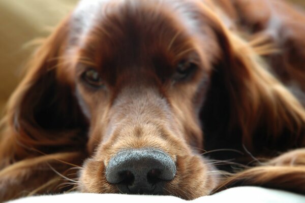 Chien irlandais setter museau gros plan