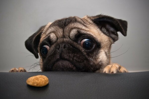 The pug dog looks at the cookies on the table