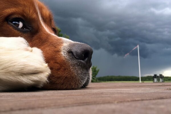 Der Hund liegt auf der Straße