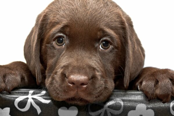 Cucciolo di Labrador al cioccolato, razza