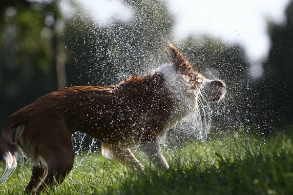 Gli schizzi del cane volano in direzioni diverse