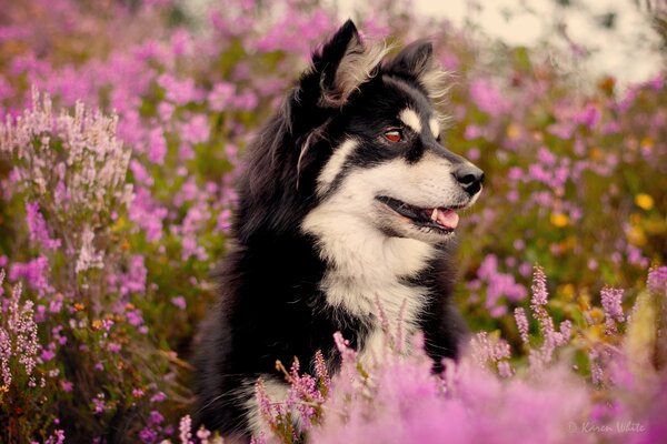 Perro amable en el campo de las flores del Prado