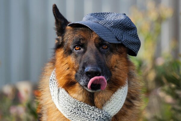 Stylish German Shepherd, purebred dogs