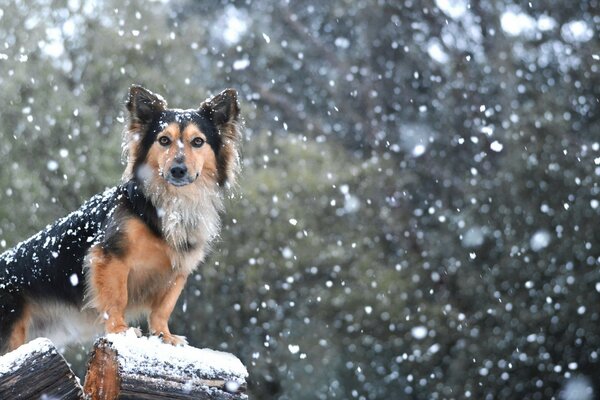 Hund mit intelligentem Blick unter fallendem Schnee