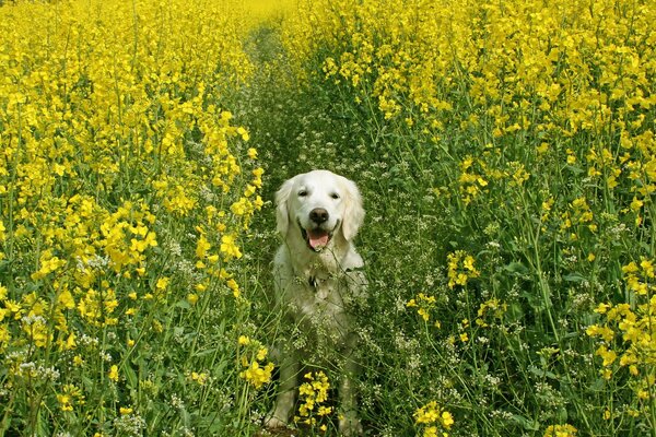 Perro satisfecho en un campo de colza