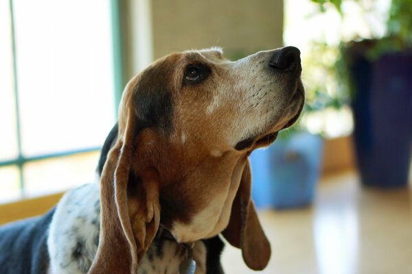 La mirada del perro es asombrosamente hermosa