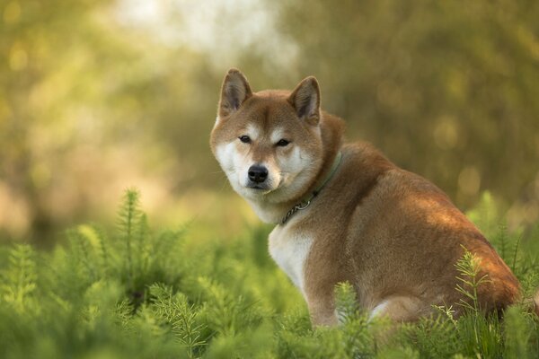 Spojrzenie oddanego przyjaciela Hachiko