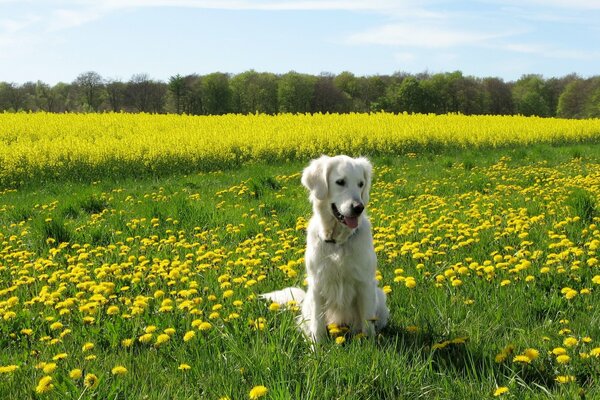 Perro blanco sentado en un campo entre dientes de León