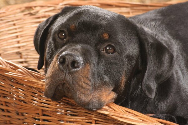 Smutne spojrzenie psa rasy rottweiler