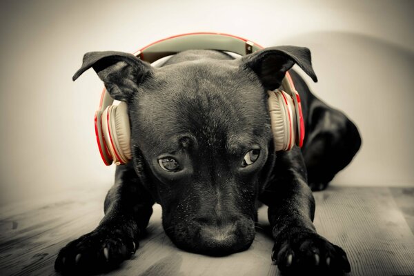 Cane che ama ascoltare la musica con le cuffie