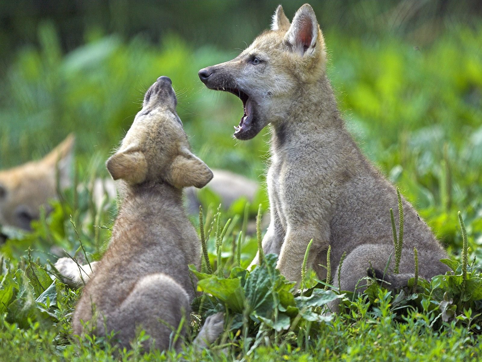 niños juegos lobo