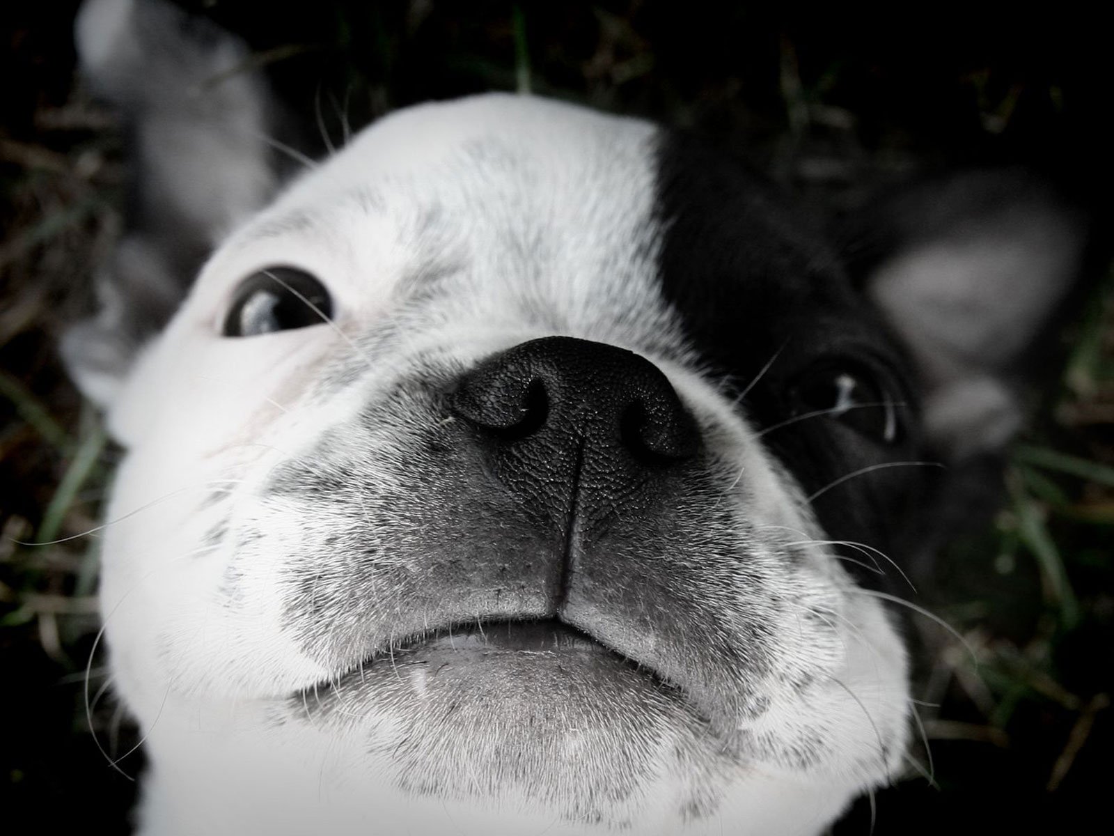 boston terrier puppy sleep