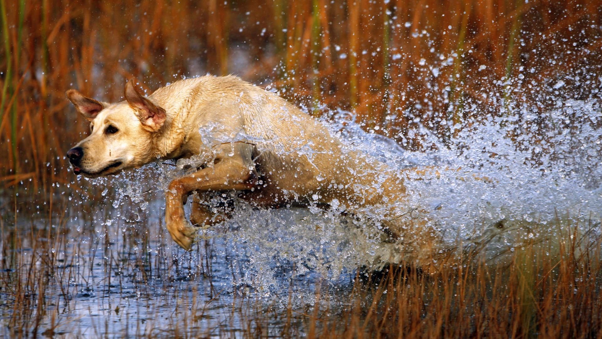 perro perro salto agua salpicaduras