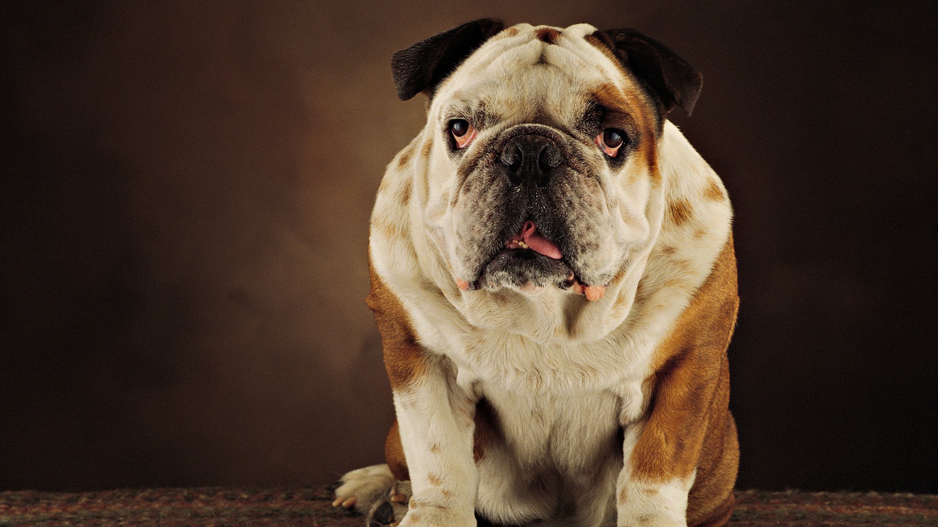 bouledogue chien langue museau