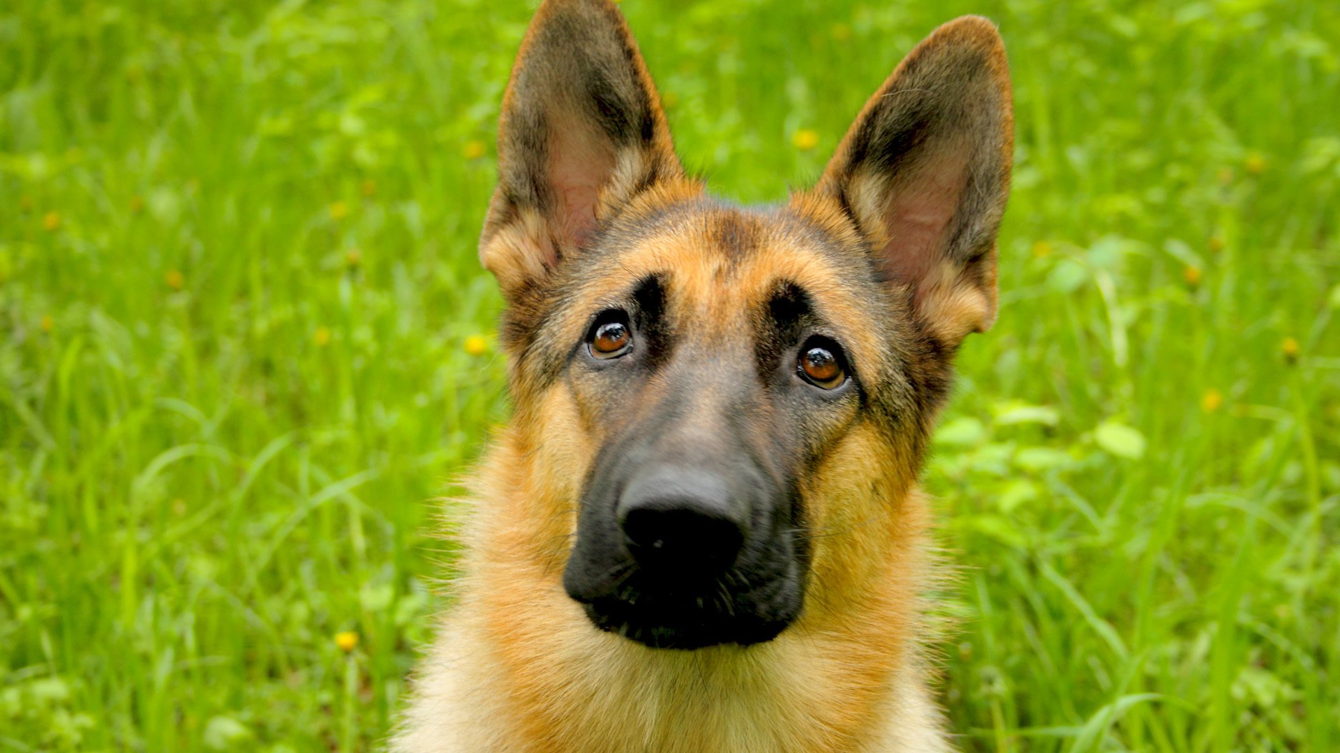 perro pastor perro cachorro devoción