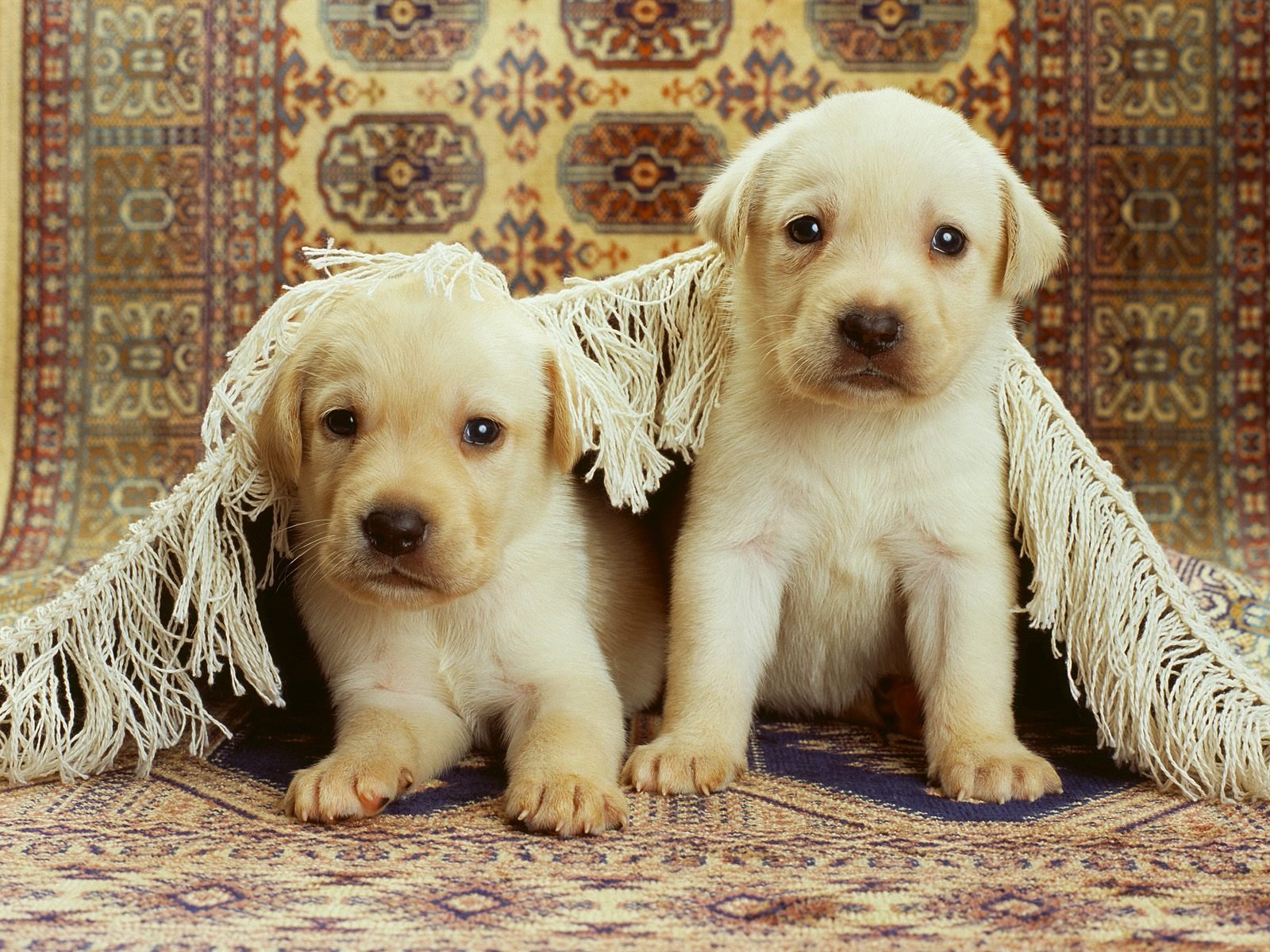 chiots deux deux tapis chiot