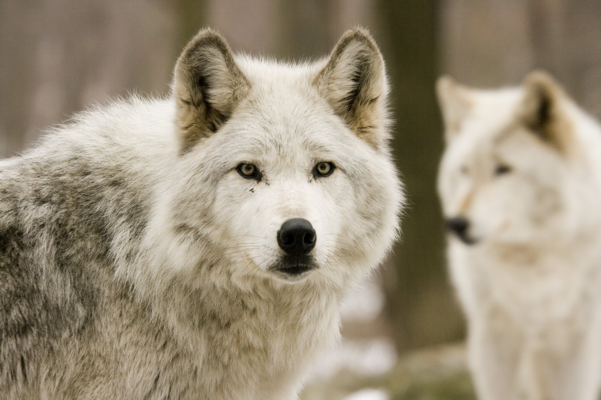 wolf nature forest