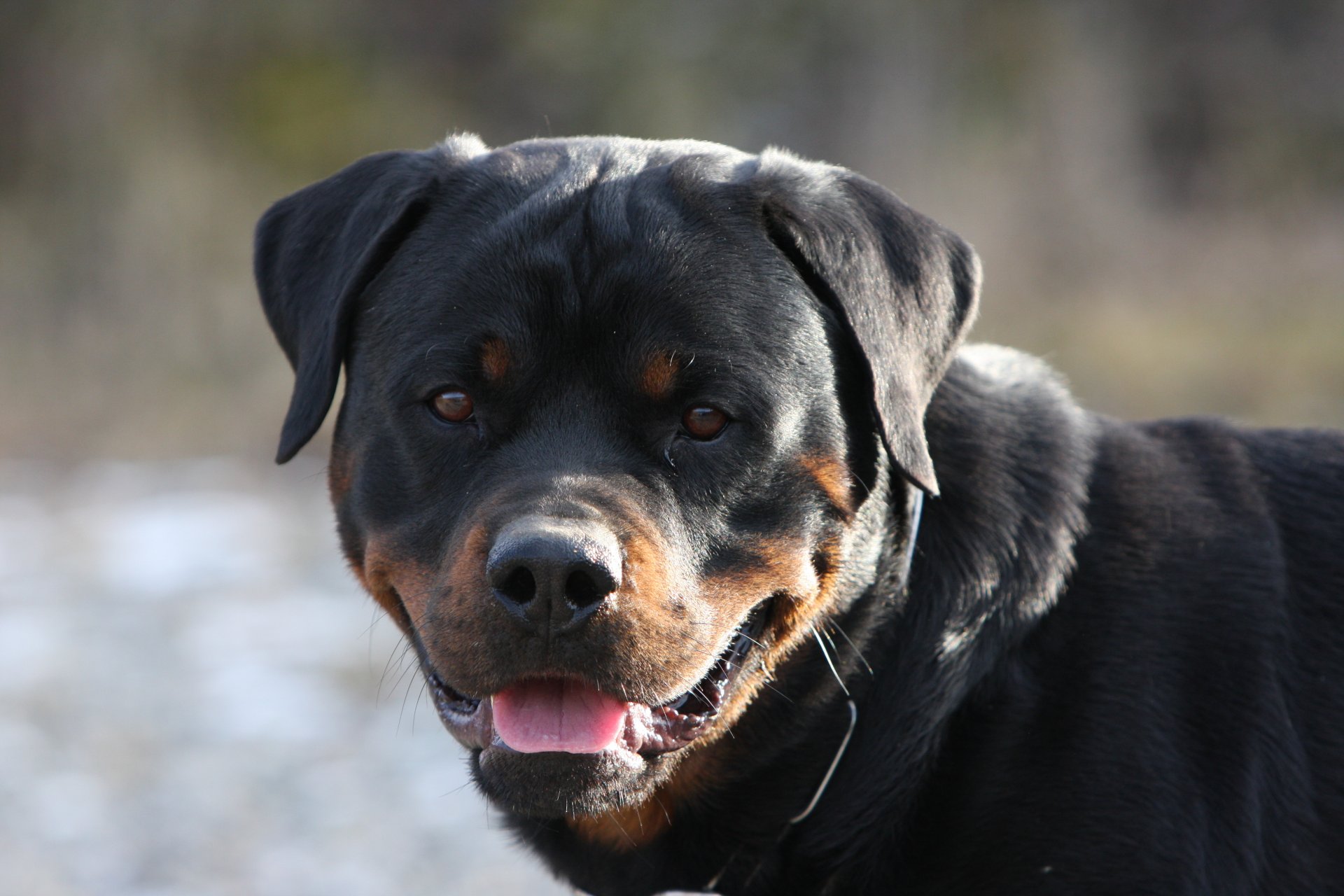 cane zanne sorriso