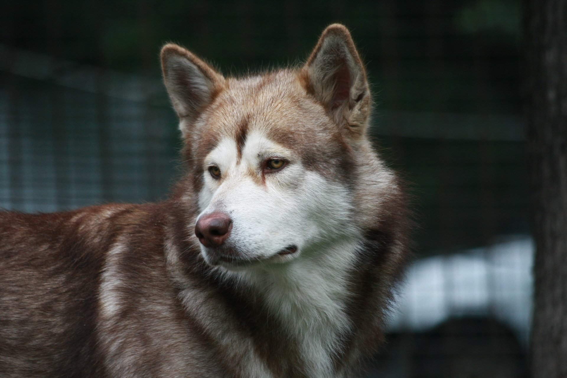 hund malamute freund blick